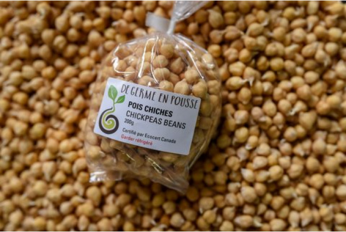 Chickpea organic sprouts